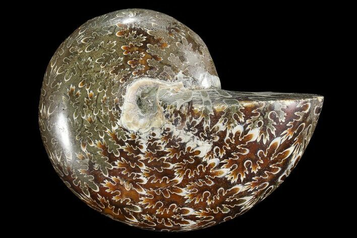 Polished, Agatized Ammonite With Sutures - Madagascar #73919
